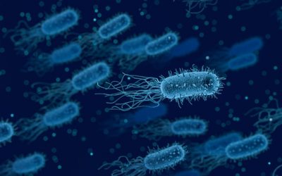 Kinergetics and Candida